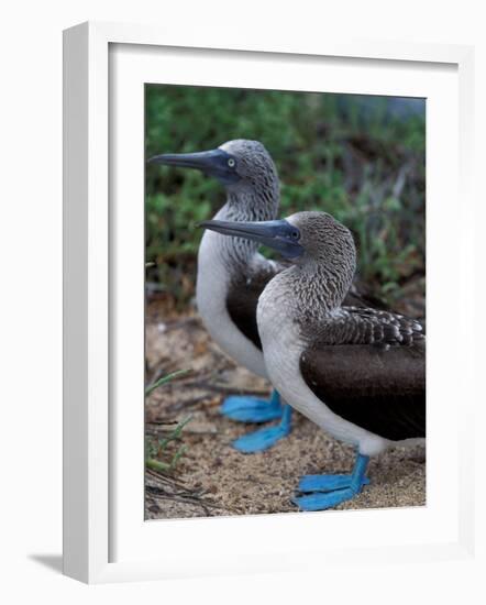 Blue-Footed Boobies of the Galapagos Islands, Ecuador-Stuart Westmoreland-Framed Photographic Print