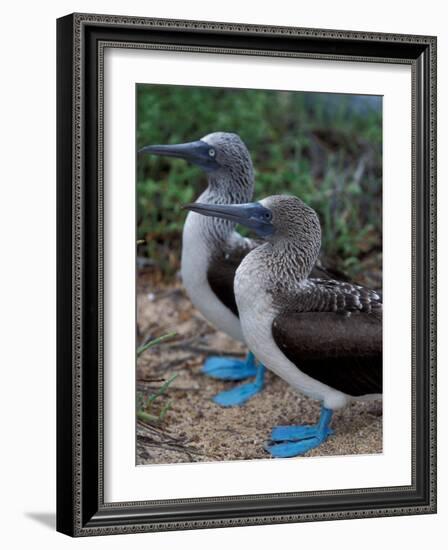 Blue-Footed Boobies of the Galapagos Islands, Ecuador-Stuart Westmoreland-Framed Photographic Print