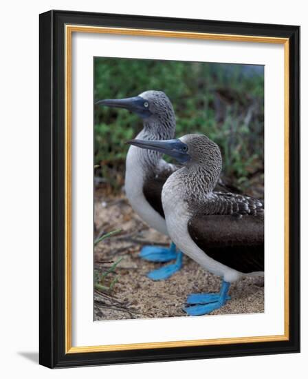 Blue-Footed Boobies of the Galapagos Islands, Ecuador-Stuart Westmoreland-Framed Photographic Print