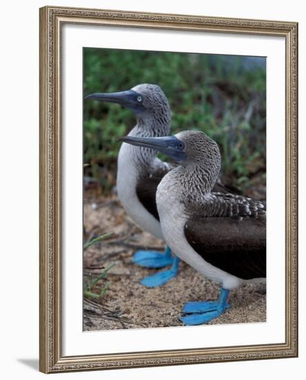 Blue-Footed Boobies of the Galapagos Islands, Ecuador-Stuart Westmoreland-Framed Photographic Print