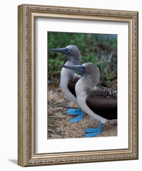 Blue-Footed Boobies of the Galapagos Islands, Ecuador-Stuart Westmoreland-Framed Photographic Print