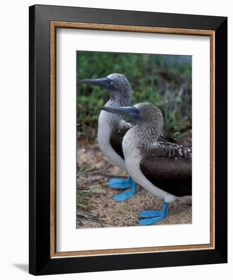 Blue-Footed Boobies of the Galapagos Islands, Ecuador-Stuart Westmoreland-Framed Photographic Print