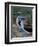 Blue-Footed Boobies of the Galapagos Islands, Ecuador-Stuart Westmoreland-Framed Photographic Print