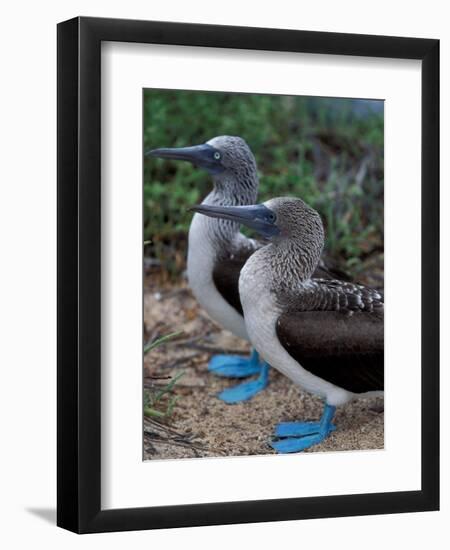 Blue-Footed Boobies of the Galapagos Islands, Ecuador-Stuart Westmoreland-Framed Photographic Print