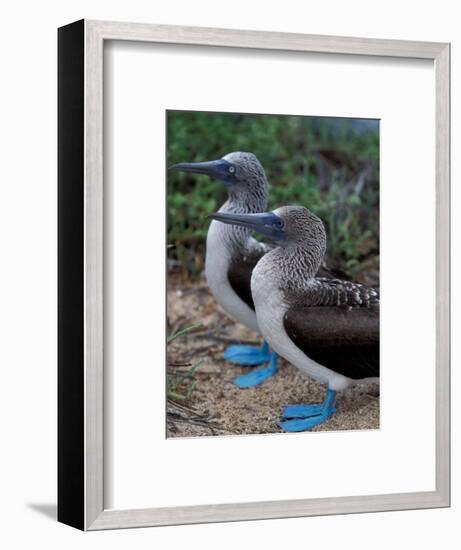 Blue-Footed Boobies of the Galapagos Islands, Ecuador-Stuart Westmoreland-Framed Photographic Print