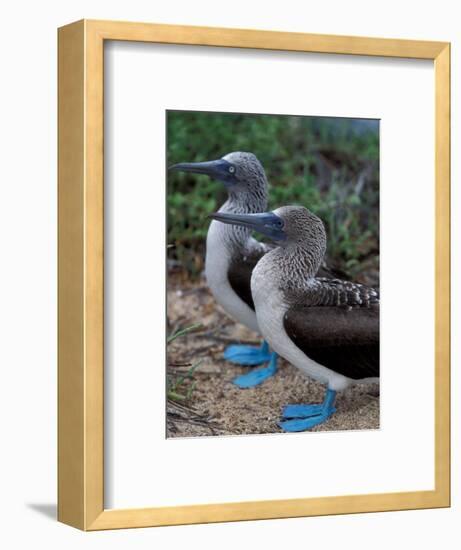 Blue-Footed Boobies of the Galapagos Islands, Ecuador-Stuart Westmoreland-Framed Photographic Print