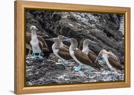 Blue-Footed Boobies (Sula Nebouxii) at Puerto Egas-Michael Nolan-Framed Premier Image Canvas