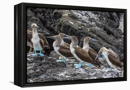 Blue-Footed Boobies (Sula Nebouxii) at Puerto Egas-Michael Nolan-Framed Premier Image Canvas