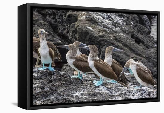 Blue-Footed Boobies (Sula Nebouxii) at Puerto Egas-Michael Nolan-Framed Premier Image Canvas