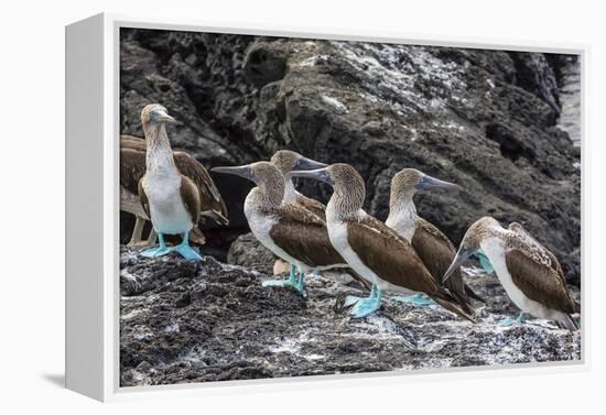 Blue-Footed Boobies (Sula Nebouxii) at Puerto Egas-Michael Nolan-Framed Premier Image Canvas