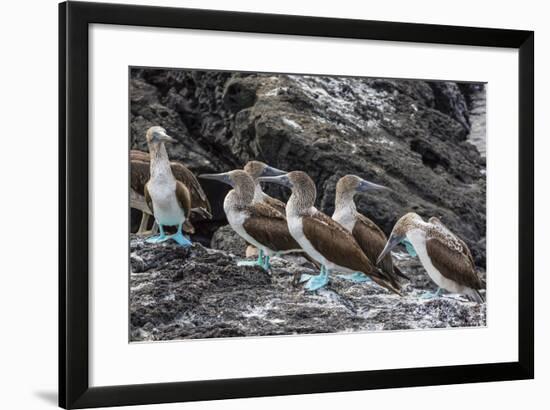 Blue-Footed Boobies (Sula Nebouxii) at Puerto Egas-Michael Nolan-Framed Photographic Print