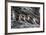 Blue-Footed Boobies (Sula Nebouxii) at Puerto Egas-Michael Nolan-Framed Photographic Print