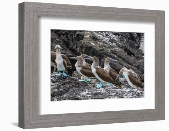 Blue-Footed Boobies (Sula Nebouxii) at Puerto Egas-Michael Nolan-Framed Photographic Print