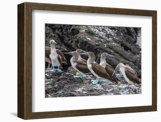 Blue-Footed Boobies (Sula Nebouxii) at Puerto Egas-Michael Nolan-Framed Photographic Print