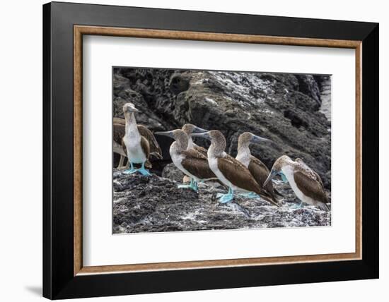 Blue-Footed Boobies (Sula Nebouxii) at Puerto Egas-Michael Nolan-Framed Photographic Print