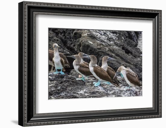 Blue-Footed Boobies (Sula Nebouxii) at Puerto Egas-Michael Nolan-Framed Photographic Print