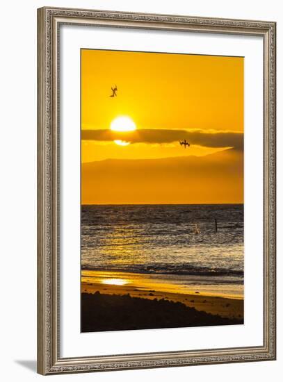 Blue-Footed Boobies (Sula Nebouxii) Plunge-Diving for Small Fish at Sunset Off Rabida Island-Michael Nolan-Framed Photographic Print