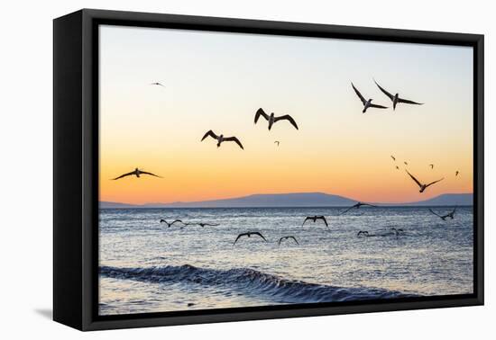 Blue-Footed Boobies (Sula Nebouxii) Plunge-Diving for Small Fish Off Rabida Island-Michael Nolan-Framed Premier Image Canvas