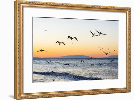 Blue-Footed Boobies (Sula Nebouxii) Plunge-Diving for Small Fish Off Rabida Island-Michael Nolan-Framed Photographic Print