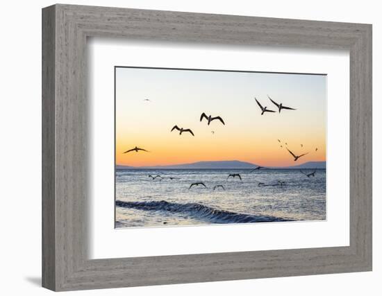 Blue-Footed Boobies (Sula Nebouxii) Plunge-Diving for Small Fish Off Rabida Island-Michael Nolan-Framed Photographic Print