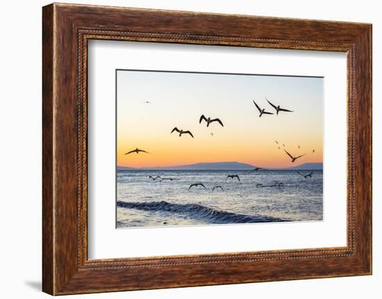 Blue-Footed Boobies (Sula Nebouxii) Plunge-Diving for Small Fish Off Rabida Island-Michael Nolan-Framed Photographic Print