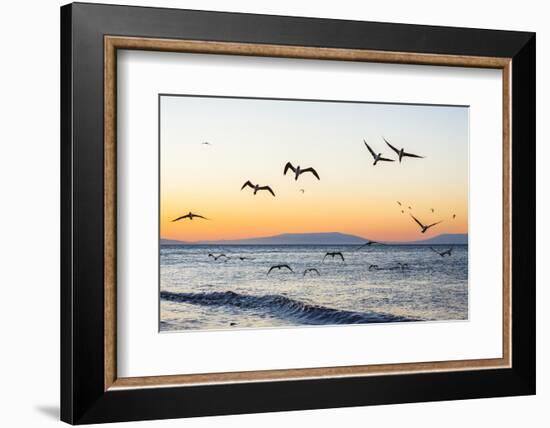 Blue-Footed Boobies (Sula Nebouxii) Plunge-Diving for Small Fish Off Rabida Island-Michael Nolan-Framed Photographic Print