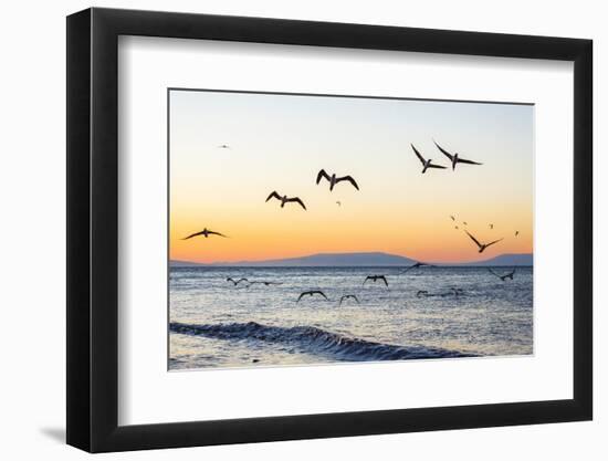 Blue-Footed Boobies (Sula Nebouxii) Plunge-Diving for Small Fish Off Rabida Island-Michael Nolan-Framed Photographic Print