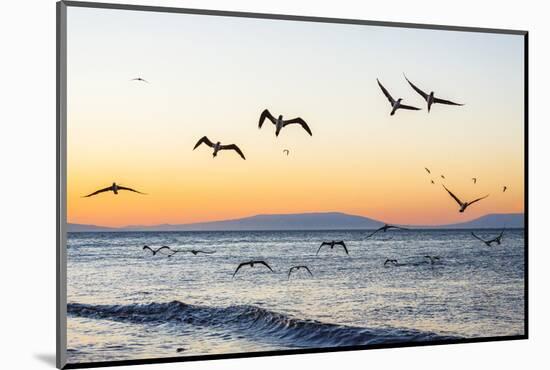 Blue-Footed Boobies (Sula Nebouxii) Plunge-Diving for Small Fish Off Rabida Island-Michael Nolan-Mounted Photographic Print