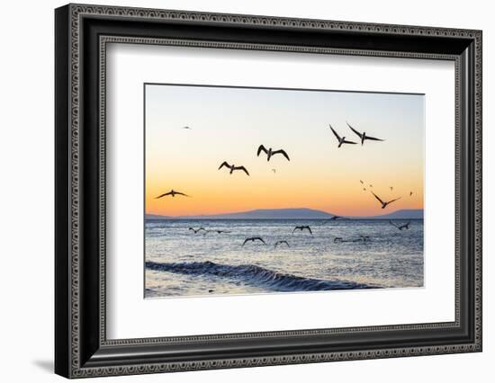 Blue-Footed Boobies (Sula Nebouxii) Plunge-Diving for Small Fish Off Rabida Island-Michael Nolan-Framed Photographic Print