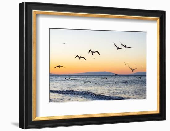 Blue-Footed Boobies (Sula Nebouxii) Plunge-Diving for Small Fish Off Rabida Island-Michael Nolan-Framed Photographic Print