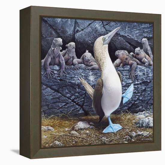 Blue Footed Boobies-Harro Maass-Framed Premier Image Canvas