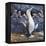 Blue Footed Boobies-Harro Maass-Framed Premier Image Canvas