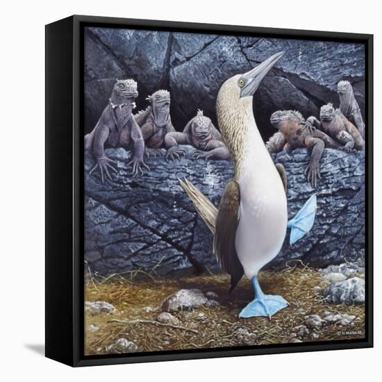 Blue Footed Boobies-Harro Maass-Framed Premier Image Canvas