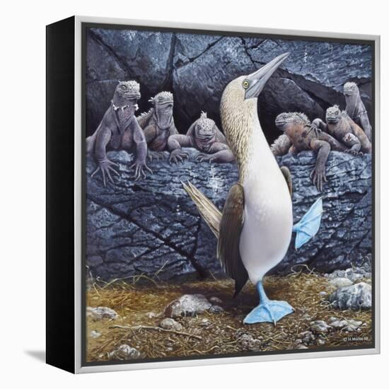 Blue Footed Boobies-Harro Maass-Framed Premier Image Canvas