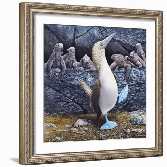 Blue Footed Boobies-Harro Maass-Framed Giclee Print