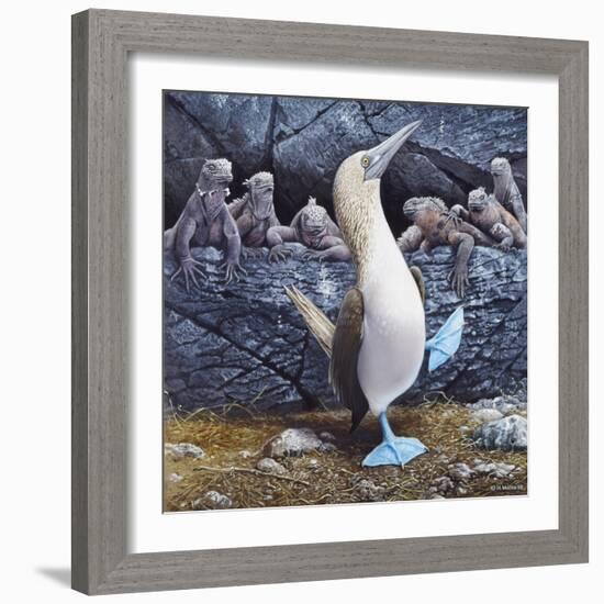 Blue Footed Boobies-Harro Maass-Framed Giclee Print