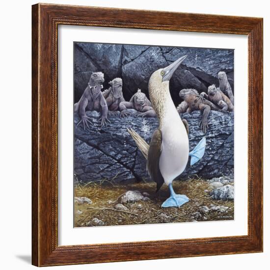 Blue Footed Boobies-Harro Maass-Framed Giclee Print