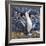 Blue Footed Boobies-Harro Maass-Framed Giclee Print