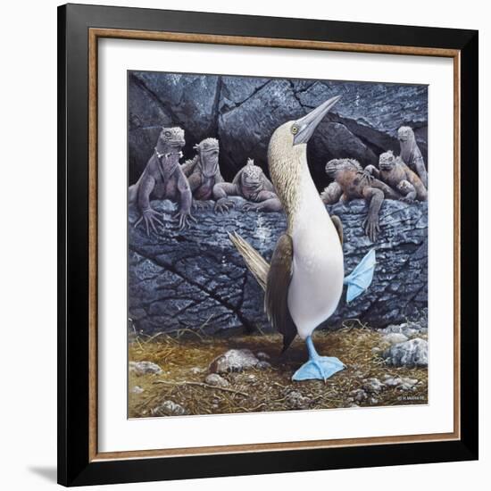 Blue Footed Boobies-Harro Maass-Framed Giclee Print