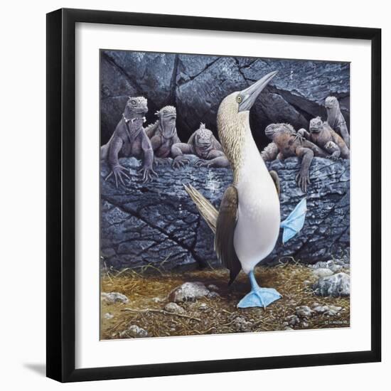 Blue Footed Boobies-Harro Maass-Framed Giclee Print