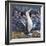 Blue Footed Boobies-Harro Maass-Framed Giclee Print