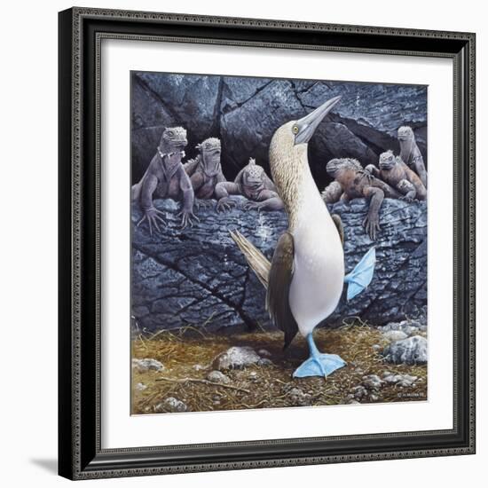 Blue Footed Boobies-Harro Maass-Framed Giclee Print