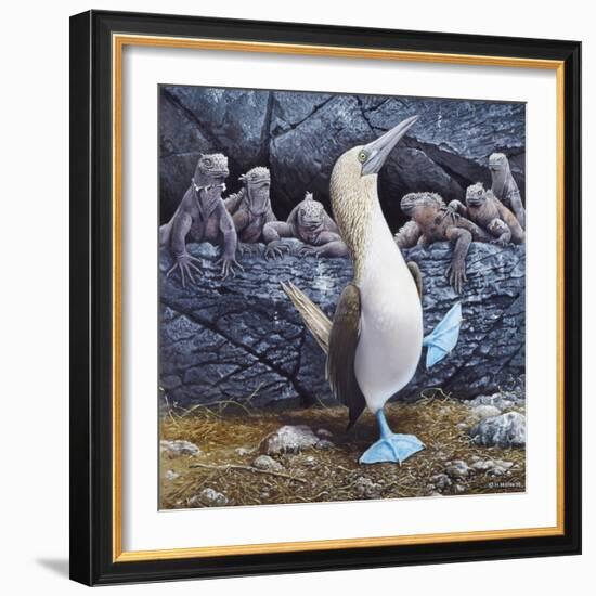 Blue Footed Boobies-Harro Maass-Framed Giclee Print