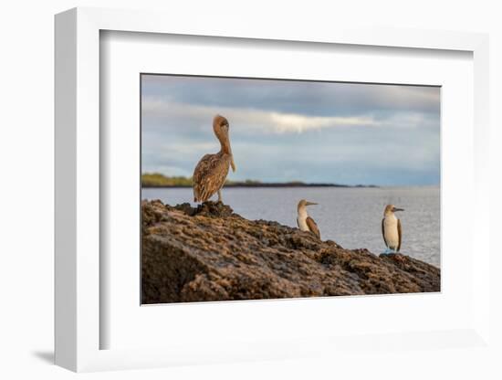 Blue-footed booby and brown pelican, Ecuador, Galapagos Islands, Santa Cruz Island.-Adam Jones-Framed Photographic Print