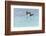 Blue-footed booby diving for fish, San Cristobal Island, Galapagos Islands, Ecuador-Adam Jones-Framed Photographic Print