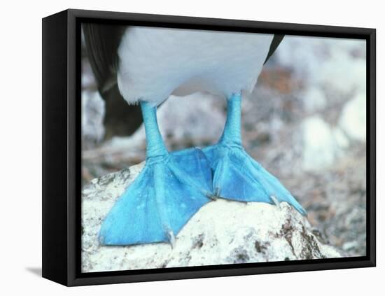 Blue-footed Booby Feet-Peter Scoones-Framed Premier Image Canvas