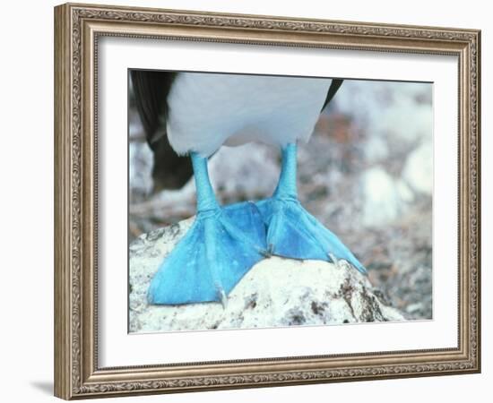 Blue-footed Booby Feet-Peter Scoones-Framed Photographic Print