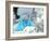 Blue-footed Booby Feet-Peter Scoones-Framed Photographic Print