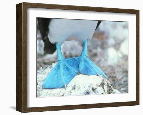 Blue-footed Booby Feet-Peter Scoones-Framed Photographic Print