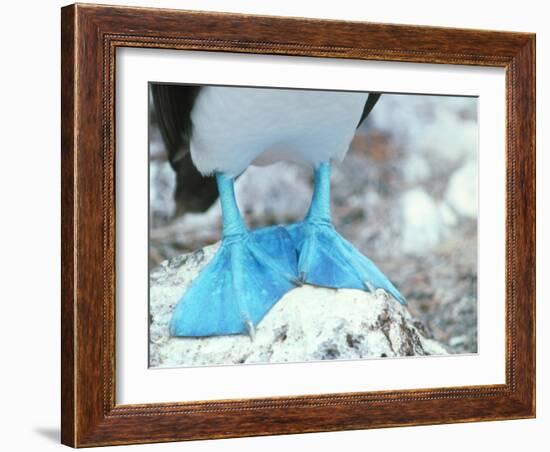 Blue-footed Booby Feet-Peter Scoones-Framed Photographic Print